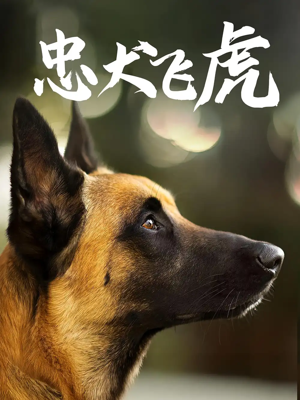 短剧《忠犬飞虎》全集完整版高清免费在线观看